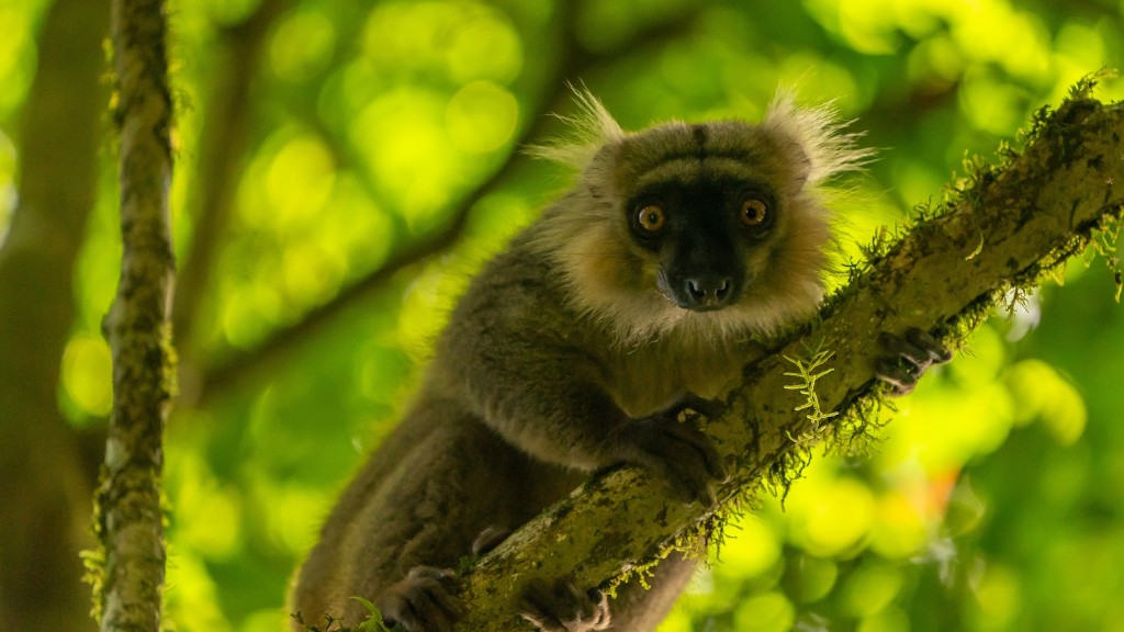 Hvad er de farligste dyr på Madagaskar